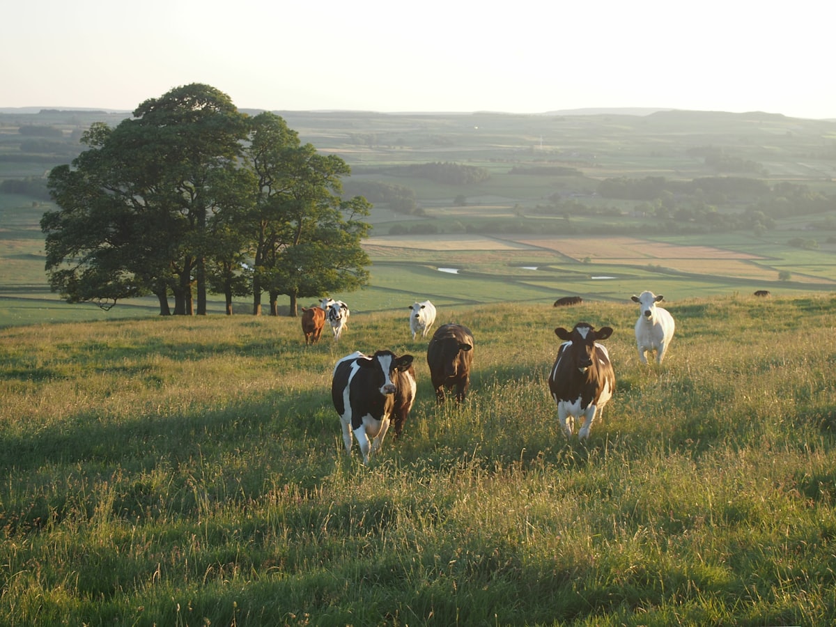 Cattle on pasture