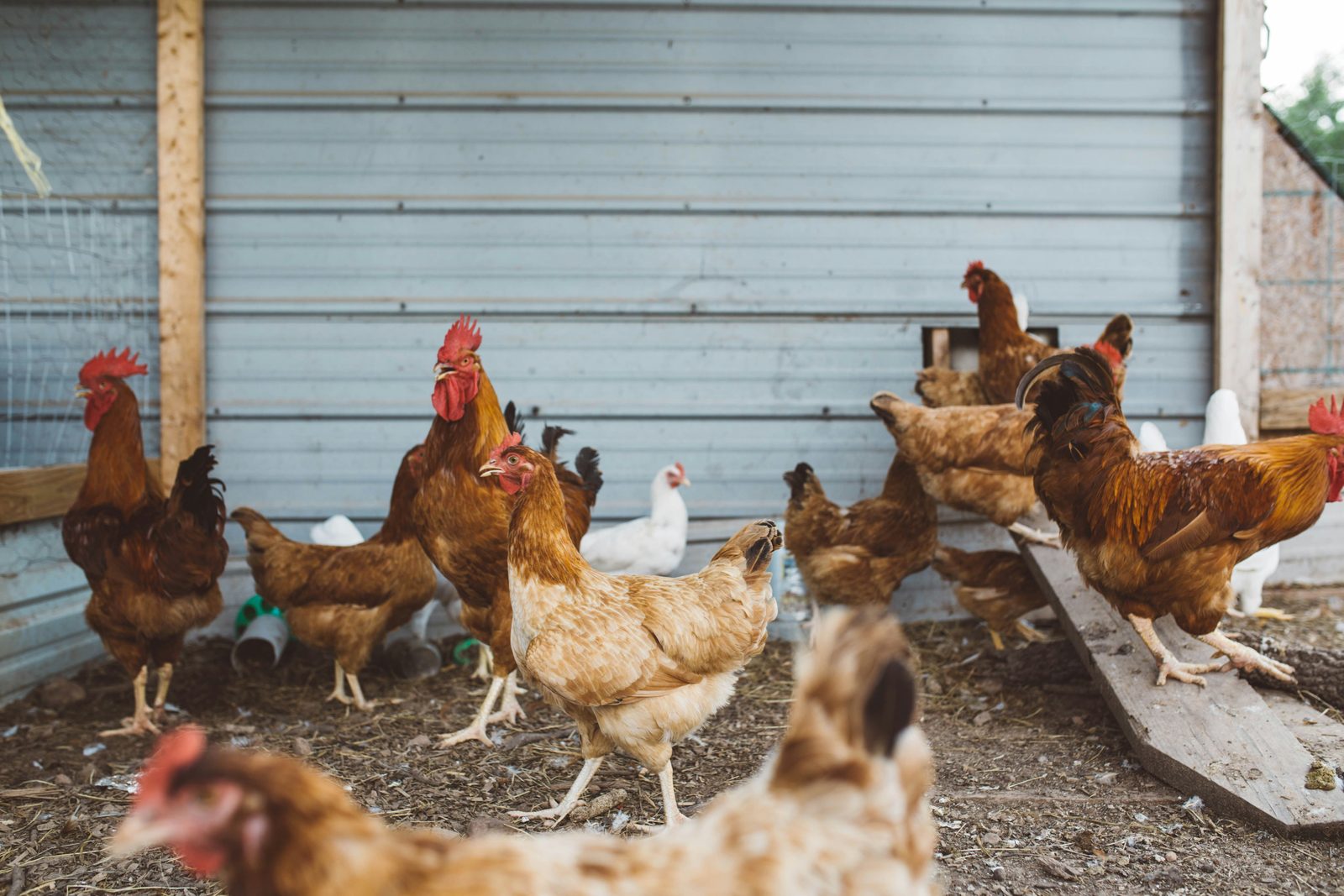 Poultry farm